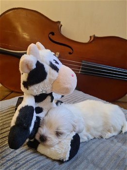 Lovely Maltese puppies - 1