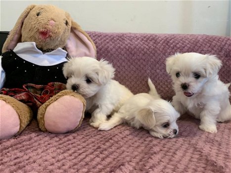 Lovely Maltese puppies - 2