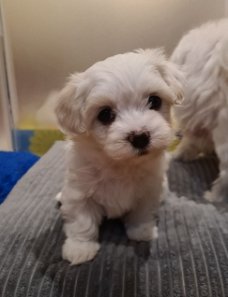 Stunning Litter of Maltese Pups!