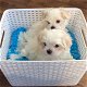 Stunning Litter of Maltese Pups! - 1 - Thumbnail