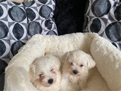 Stunning Litter of Maltese Pups! - 2