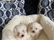 Stunning Litter of Maltese Pups! - 2 - Thumbnail