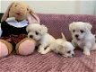 Lieve puppy's (Maltese) - 0 - Thumbnail