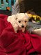 Lieve puppy's (Maltese) - 1 - Thumbnail