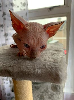 Sphynx Kittens - 0