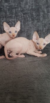 Sphynx Kittens - 2