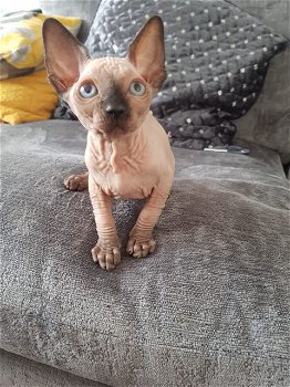 Adorable Sphynx kittens - 0