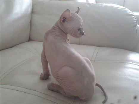 Adorable Sphynx kittens - 1