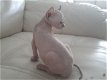 Adorable Sphynx kittens - 1 - Thumbnail