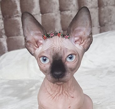 Adorable Sphynx kittens - 2