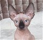 Adorable Sphynx kittens - 2 - Thumbnail
