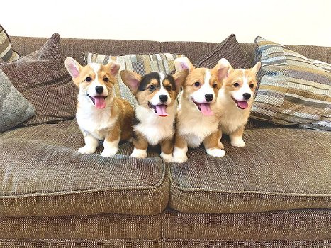 Pembroke welsh corgi-pups - 0