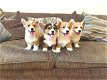 Pembroke welsh corgi-pups - 0 - Thumbnail