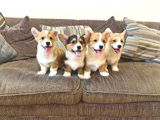 Pembroke welsh corgi-pups