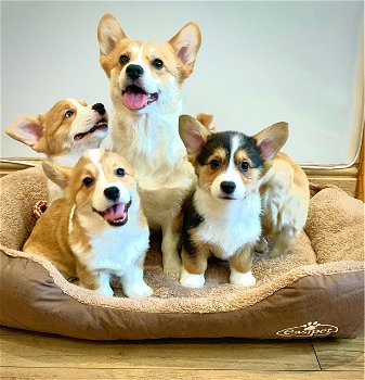 Pembroke welsh corgi-pups - 1