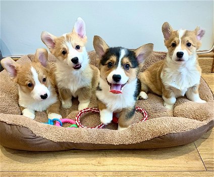 Pembroke welsh corgi-pups - 3