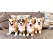 Pembroke welsh corgi-pups - 4 - Thumbnail