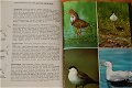 Europese vogels - 1 - Thumbnail