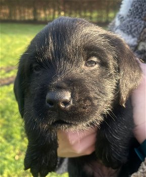 Leuke kruising Rottweiler Labrador pups - 0