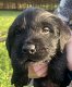 Leuke kruising Rottweiler Labrador pups - 0 - Thumbnail