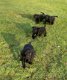 Leuke kruising Rottweiler Labrador pups - 2 - Thumbnail