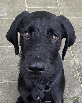 Leuke kruising Rottweiler Labrador pups - 4