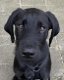 Leuke kruising Rottweiler Labrador pups - 4 - Thumbnail