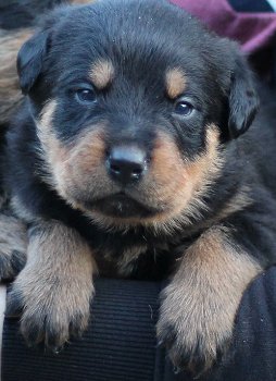 Grote Rottweiler Pups - 0