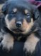 Grote Rottweiler Pups - 0 - Thumbnail