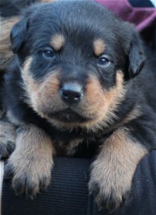 Grote Rottweiler Pups