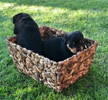 Grote Rottweiler Pups - 1