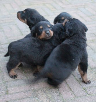 Grote Rottweiler Pups - 2