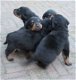 Grote Rottweiler Pups - 2 - Thumbnail