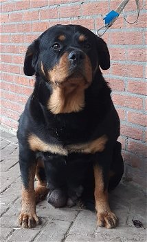 Grote Rottweiler Pups - 3