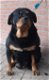 Grote Rottweiler Pups - 3 - Thumbnail