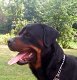 Grote Rottweiler Pups - 4 - Thumbnail