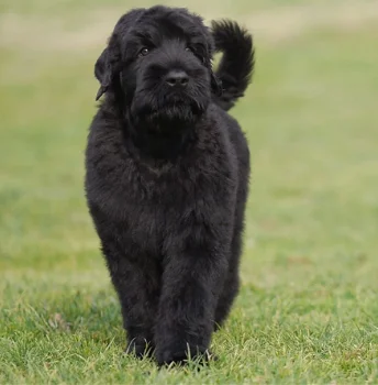 Zwarte russische terriër puppies - 0