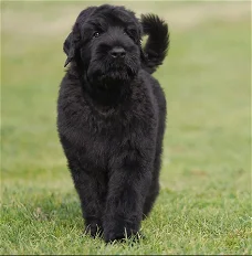 Zwarte russische terriër puppies