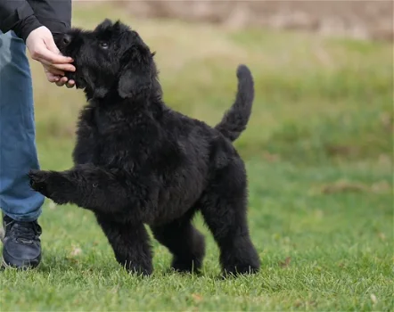 Zwarte russische terriër puppies - 1