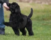 Zwarte russische terriër puppies - 1 - Thumbnail