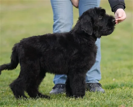 Zwarte russische terriër puppies - 3