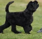 Zwarte russische terriër puppies - 4 - Thumbnail