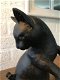 Skulptuur , Kat + Muis als spaarpot , decoratie , kat , poes - 3 - Thumbnail