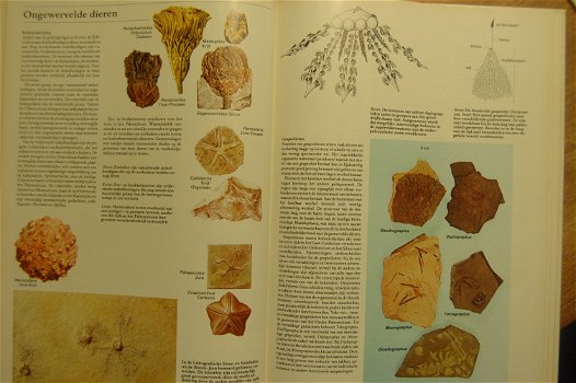 Fossielen (boek) - 1