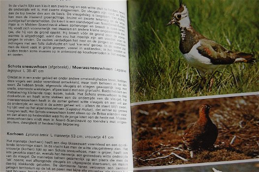 Vogels. Gids voor het herkennen van vogels - 2