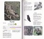 Courante Vogels - 1 - Thumbnail