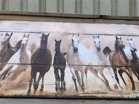 Groot wandbord met daarop 11 prachtige paarden , paard. - 3
