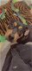 Rottweiler teefje 9 maanden - 0 - Thumbnail