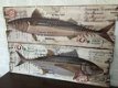Set van 2 Houten wandborden,makreel & tonijn ,vis, tuin - 5 - Thumbnail