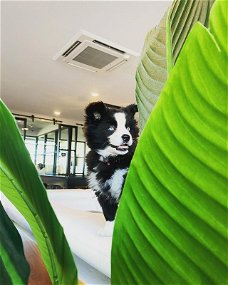 Angel, schattige pomsky-puppy met blauwe ogen